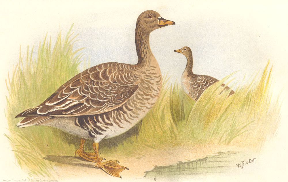 INDIAN GAME BIRDS. Bean-Goose (Anser Segetum). Chromolithograph. FINN 1915
